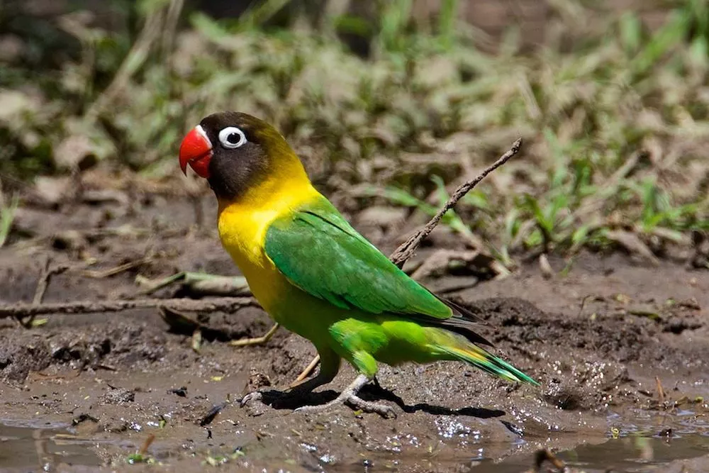 Yellow-collared lovebird