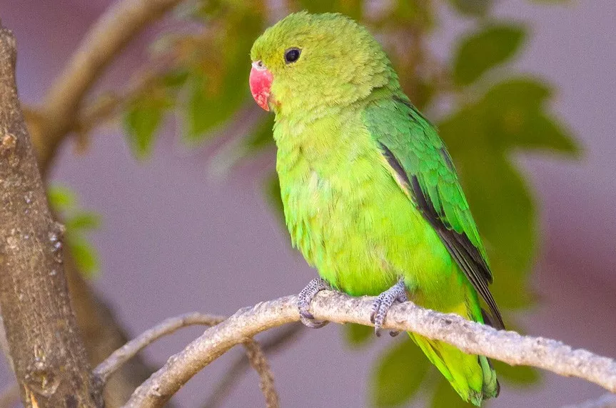 Black-winged lovebird