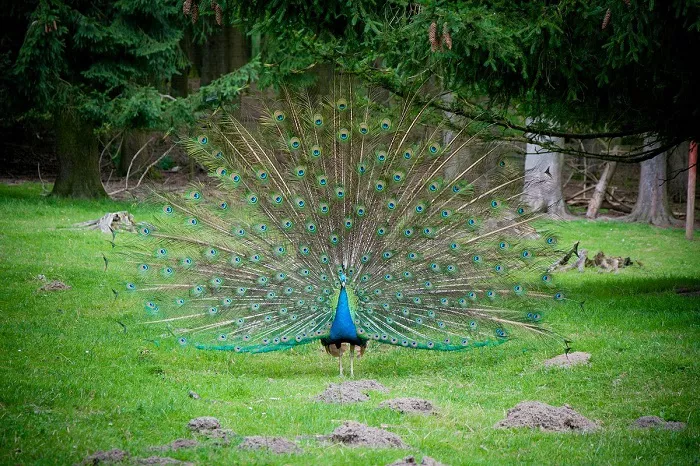 Peacock spreads its tail