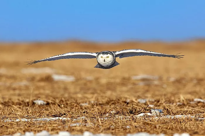 Snowy Owls in flight