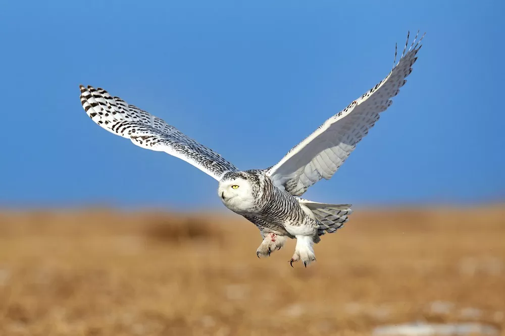 Where Do Snowy Owls Live? All You Need To Know - flybirdworld.com