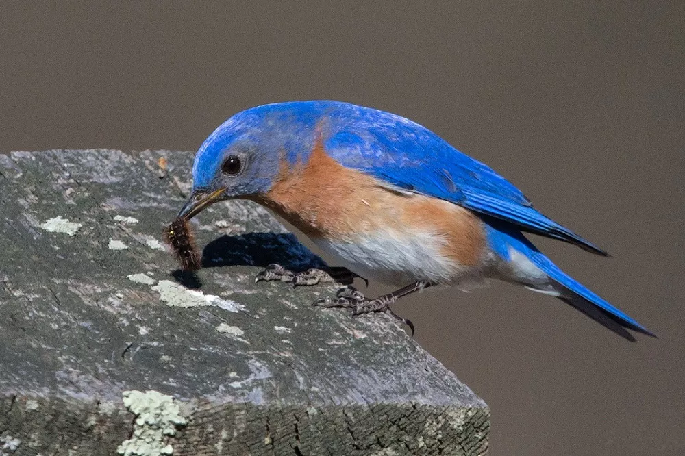 What Direction Should A Bluebird House Face Flybirdworld