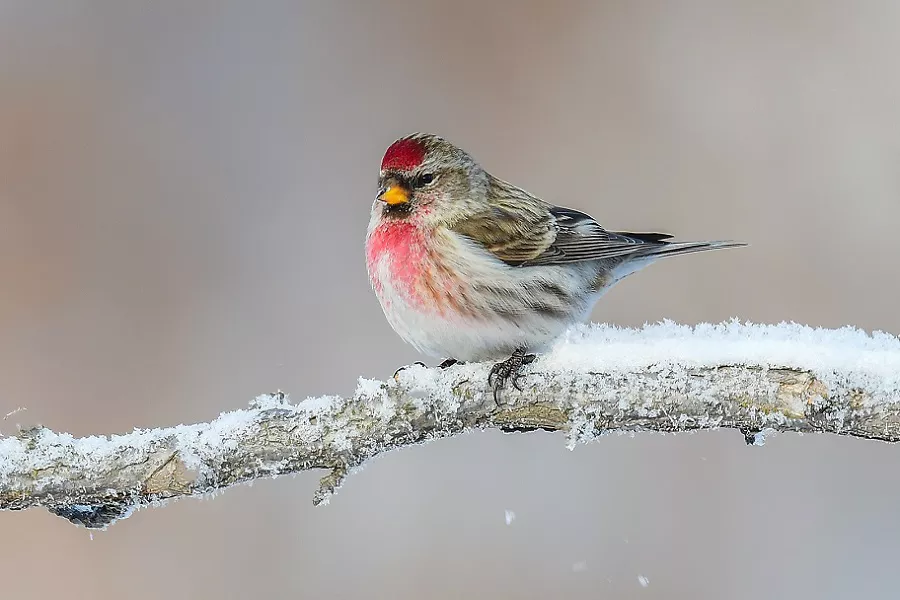 Common Redpoll