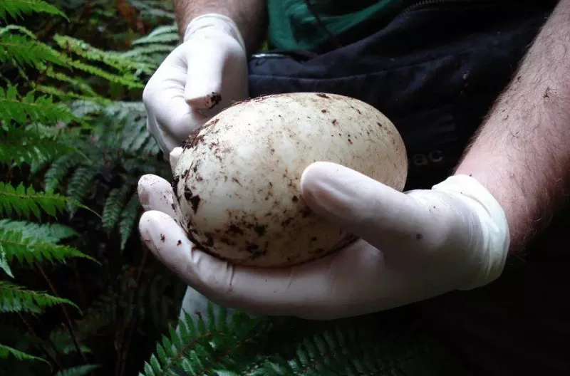 Kiwi Egg