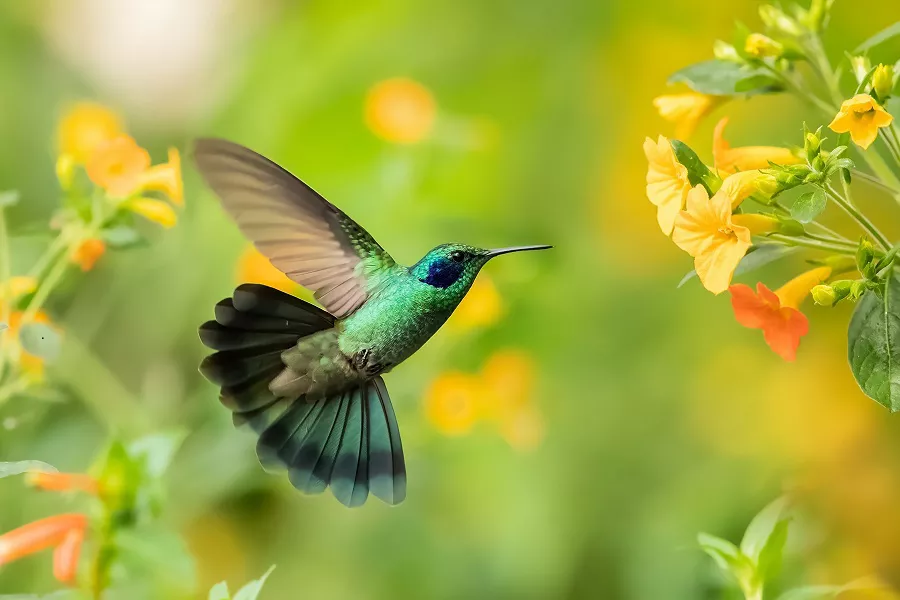 Do Hummingbirds Eat Mosquitoes? All You Need To Know - flybirdworld.com