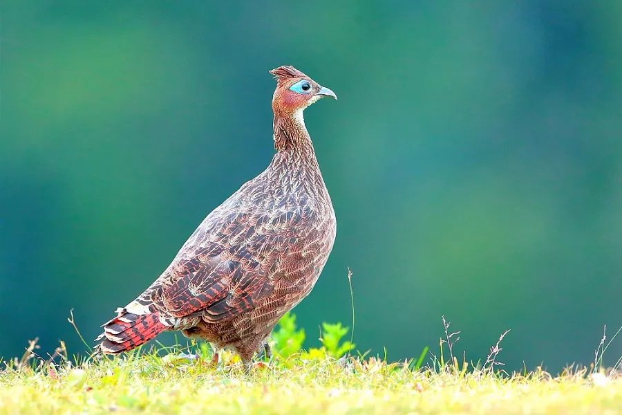 Female Himalayan Monal