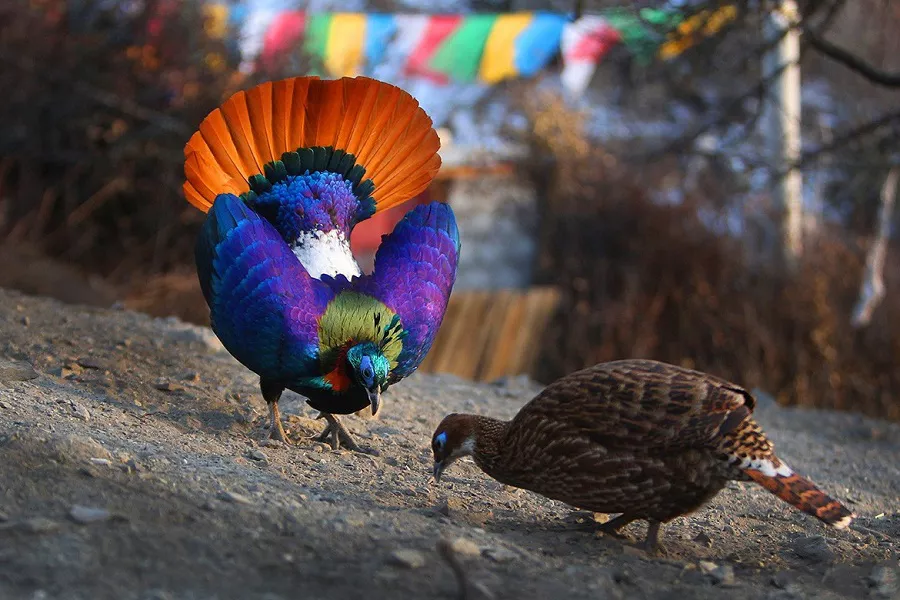 Himalayan Monal Courting