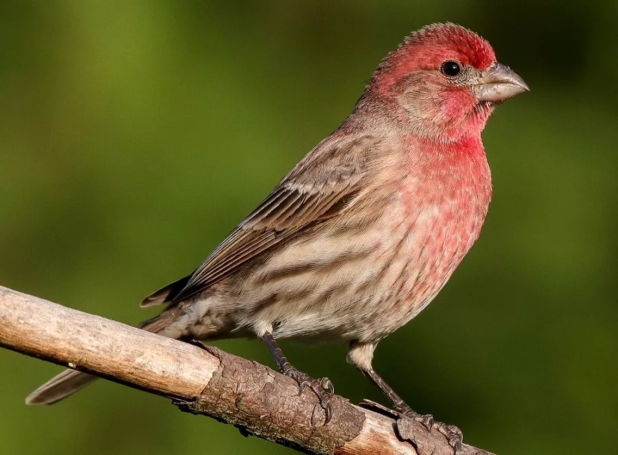 House Finch