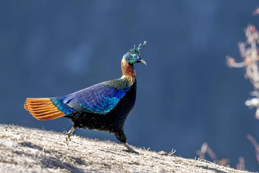 Male Himalayan monal