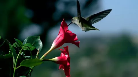 Do Hummingbirds Like Mandevilla?