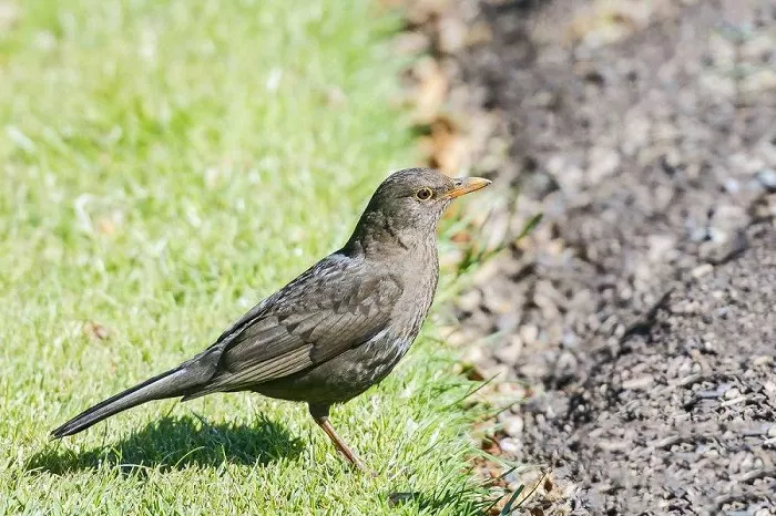 Female Common Blackbird