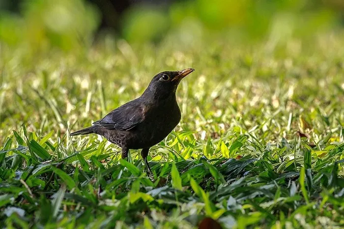 Male Common Blackbird