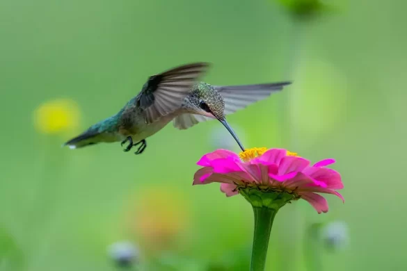 Ruby-throated-Hummingbird