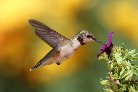 Ruby-throated hummingbird Diet