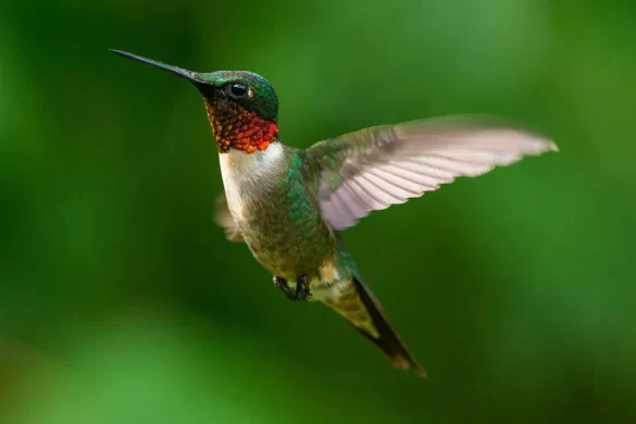 Ruby throated hummingbird sound