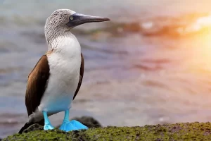 Blue-footed Booby